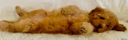 Toy Poodle dogs for sale: Toy poodle puppies  in Wakefield - Advert 28