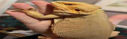 Bearded Dragon reptiles for sale: Witblit bearded dragons adult male - Advert 2