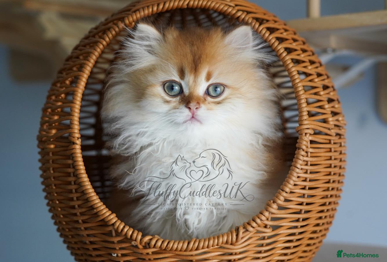 British Shorthair cats TICA registered golden pedigree kittens  - Advert 1