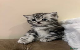 Scottish Fold cats for sale: Duke ( silver tabby Scottish straight)  - Advert 1