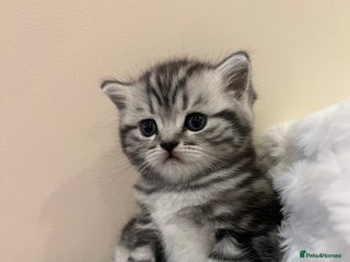 Scottish Fold cats Duke ( silver tabby Scottish straight) - Advert 1