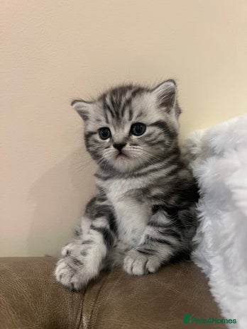 Scottish Fold cats Duke ( silver tabby Scottish straight) - Advert 1