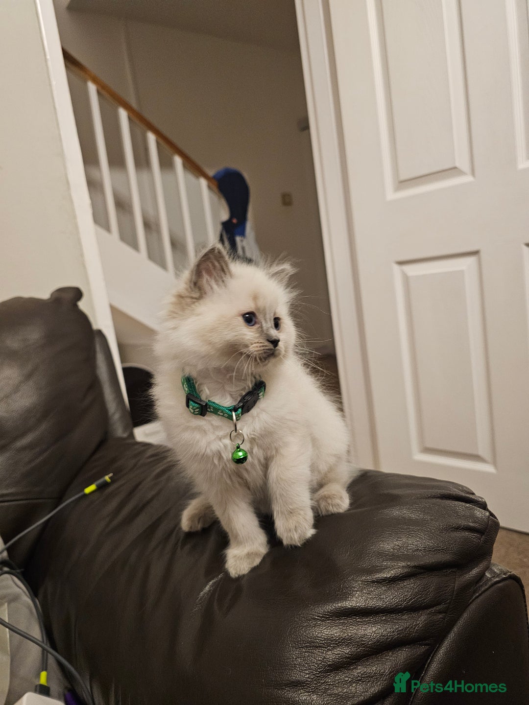 Ragdoll cats for sale: Ragdoll kittens 100% pure - Advert 3