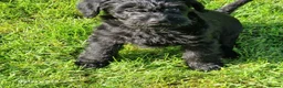 Schnoodle dogs for sale: Schnoodles  - Advert 11