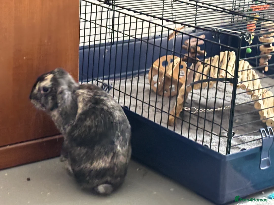Mini Lop rabbits for sale: Waffle and Latte need a new home together! in Ramsgate - Advert 2