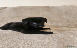 German Shepherd dogs for sale: Girls - Image 2