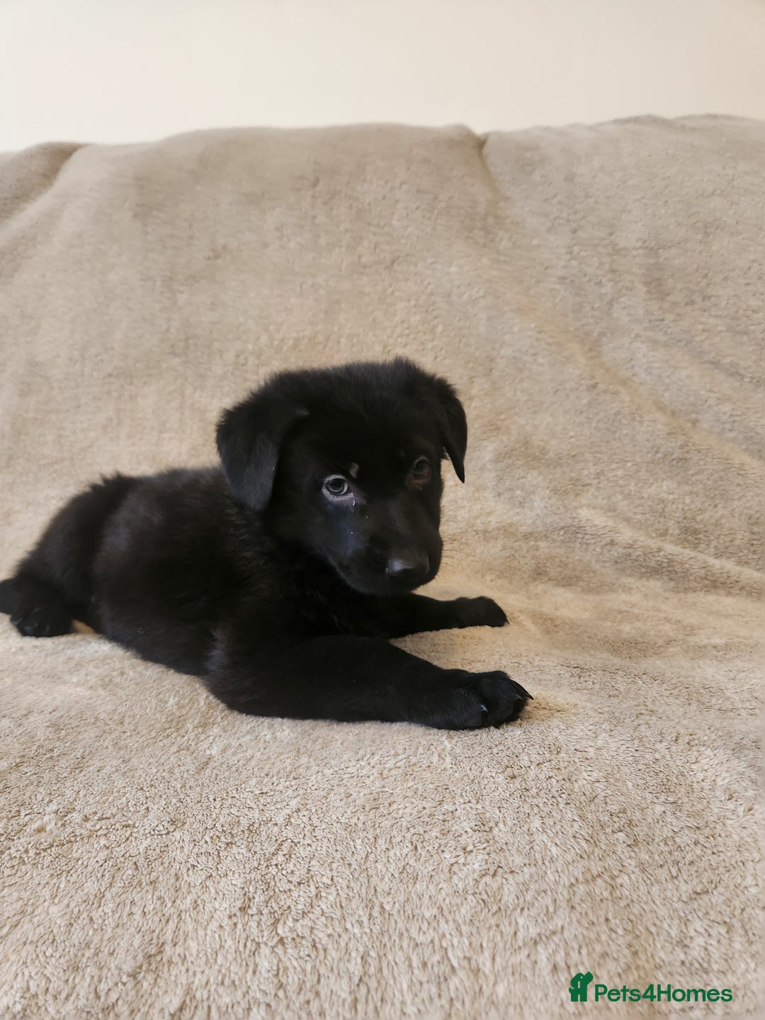 German Shepherd dogs for sale: Girls - Image 2