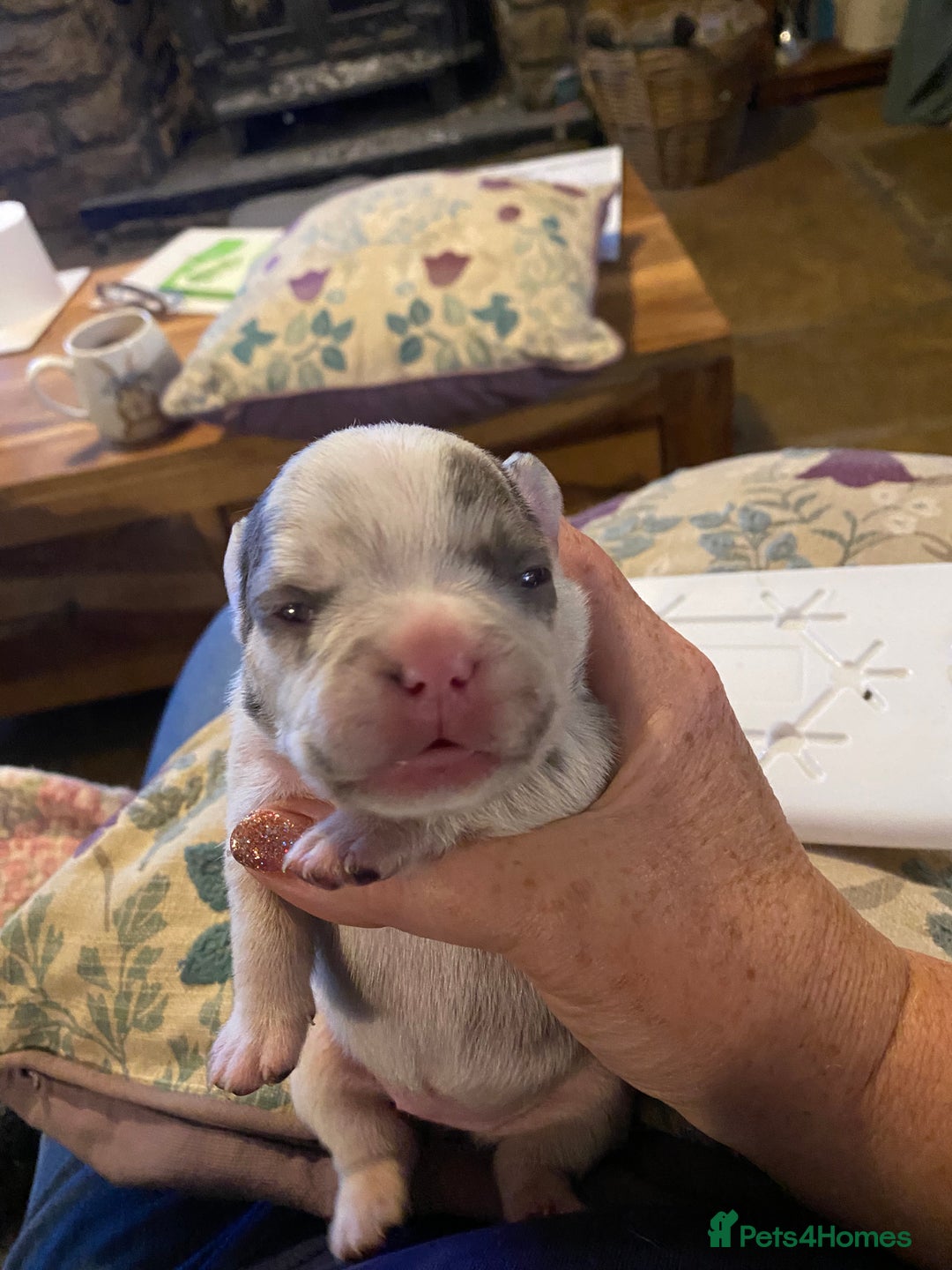 French Bulldog dogs for sale: Stunning healthy French bull dog puppies  - Image 26
