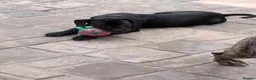 Cane Corso dogs for sale: Black female cane corso puppy  - Advert 5
