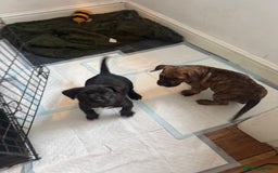 Presa Canario dogs for sale: Pedigree Presa Canario Puppies  - Image 4