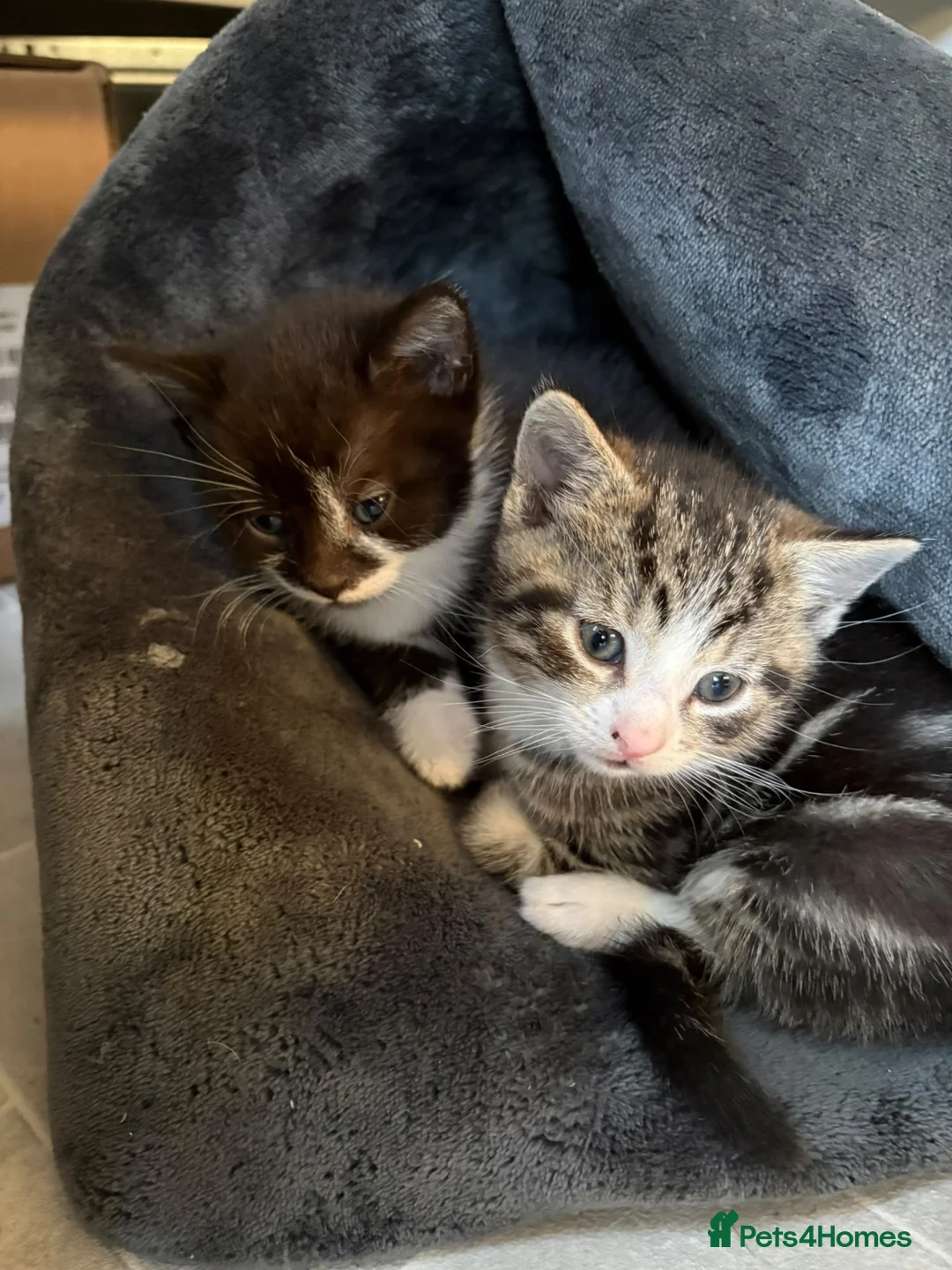 Mixed Breed cats for sale: Beautiful little kittens - Advert 2