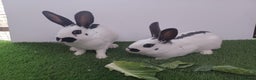 English rabbits for sale: Fully vaccinated pure English rabbits - ready now! - Advert 3