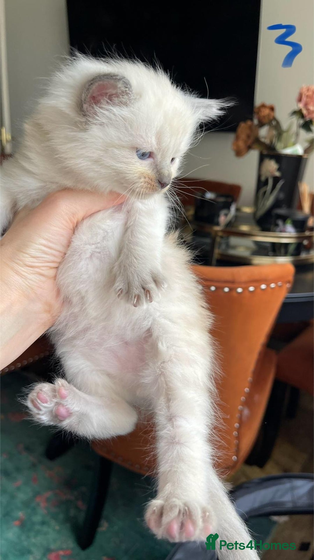 Ragdoll cats for sale: ragdoll kittens - Advert 5