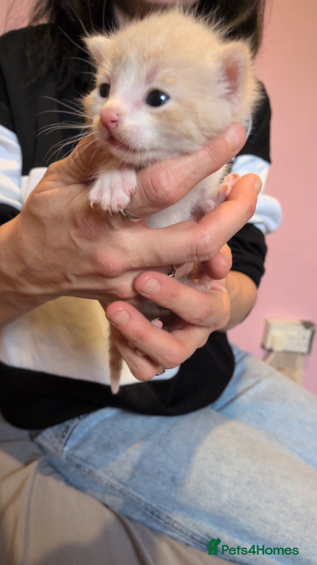 Mixed Breed cats for sale: Mixed breed - Advert 2