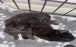 British Longhair cats for sale: 2 beautiful kittens  - Advert 4
