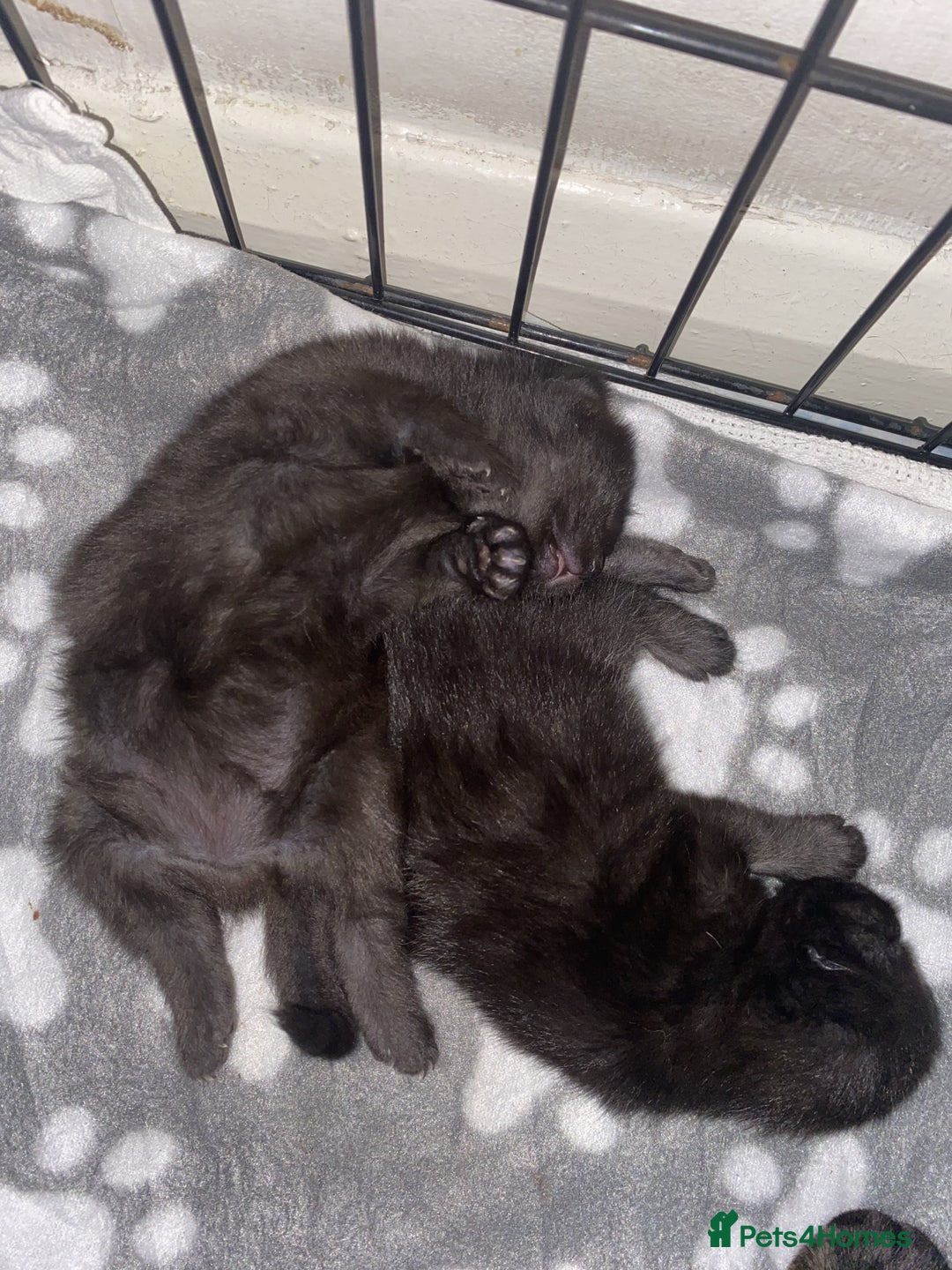 British Longhair cats for sale: 2 beautiful kittens  - Advert 4