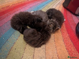 Mixed Breed cats - Advert 6