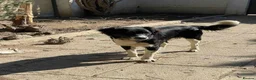 Mixed Breed dogs for adoption: Noddy – Gentle Medium-Sized Boy - Advert 14