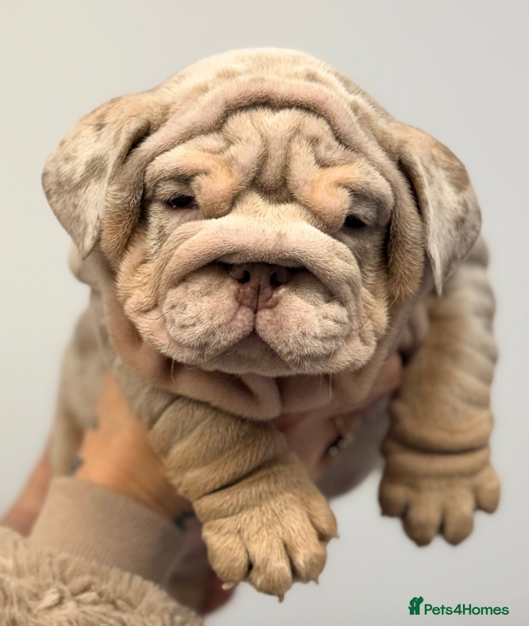 English Bulldog dogs for sale: *Stunning* KC English bulldog puppies ready 20/12 - Advert 14