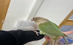 Conures birds for sale: Pair of conure parrots  - Image 3