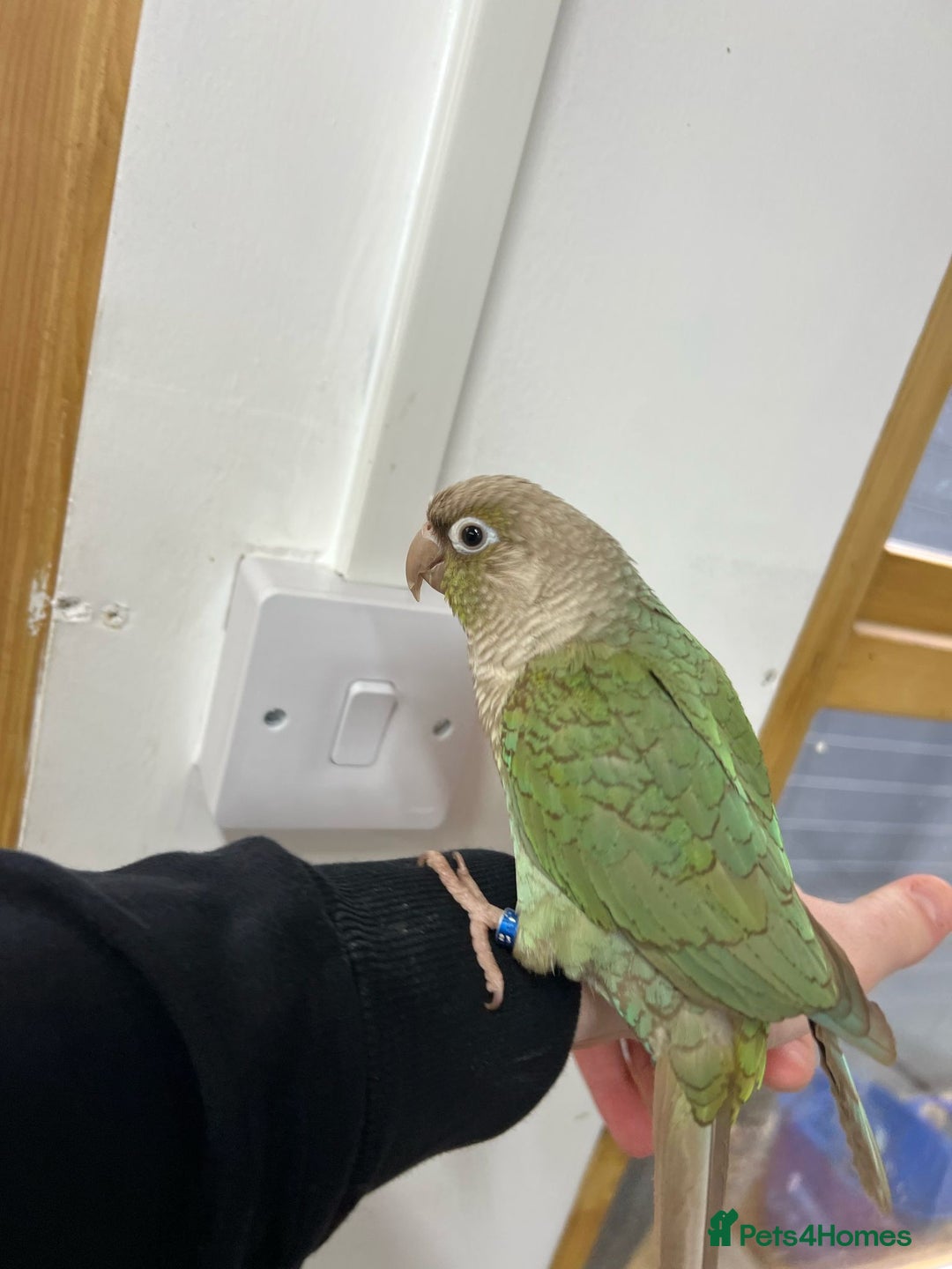 Conures birds for sale: Pair of conure parrots  - Image 3