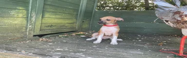Red collar girl