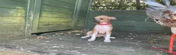 Italian Greyhound dogs for sale: Gorgeous Kc reg Italian greyhound  - Advert 31
