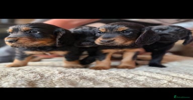 Cocker Spaniel dogs - Advert 6