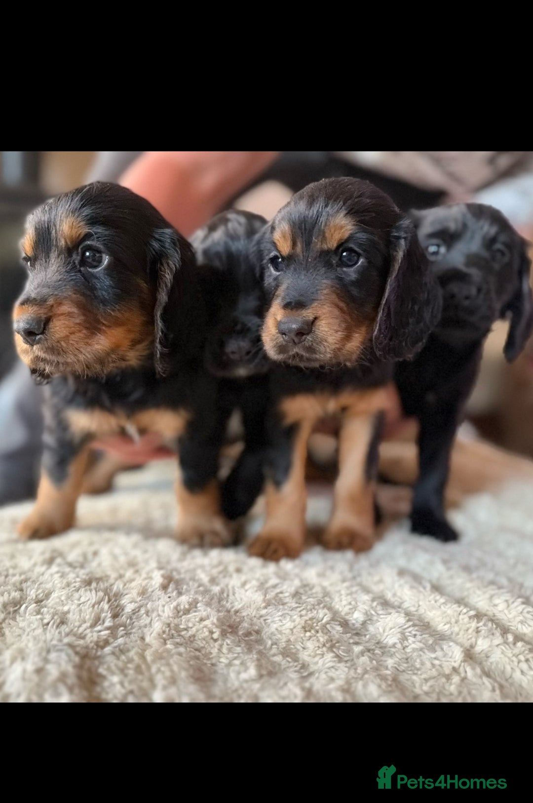 Cocker Spaniel dogs for sale: Working cocker spaniels  - Image 2