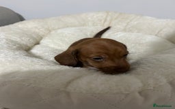 Miniature Dachshund dogs for sale: Multi coloured litter - Image 9