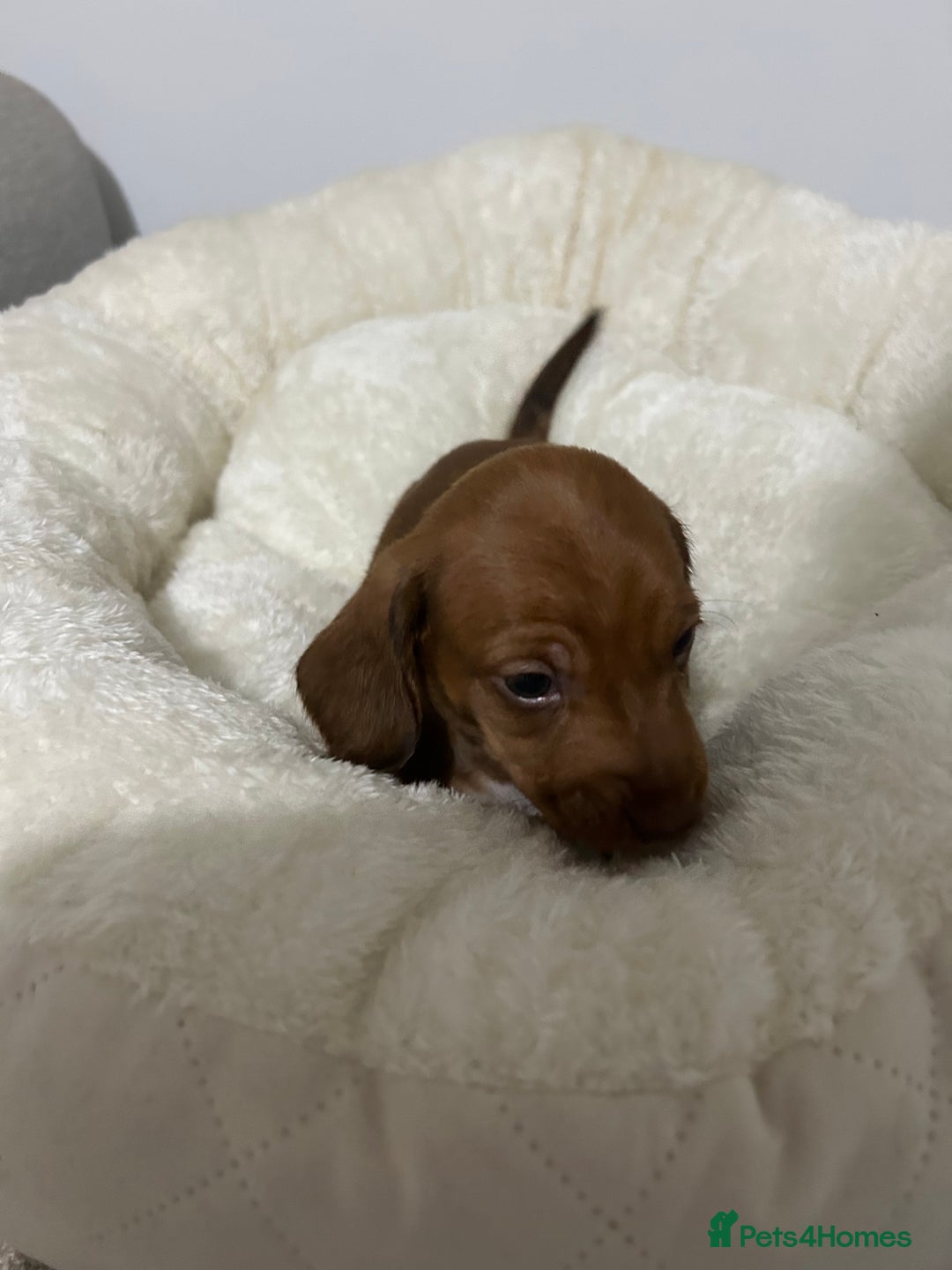 Miniature Dachshund dogs for sale: Multi coloured litter - Image 9