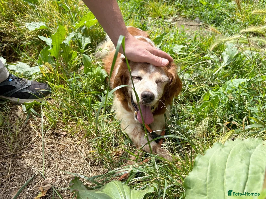 Brittany Spaniel dogs for adoption: Nuca  in Tonypandy - Advert 2