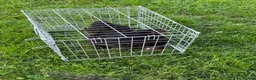 Chickens poultry for sale: Pair of brahmas - Advert 5