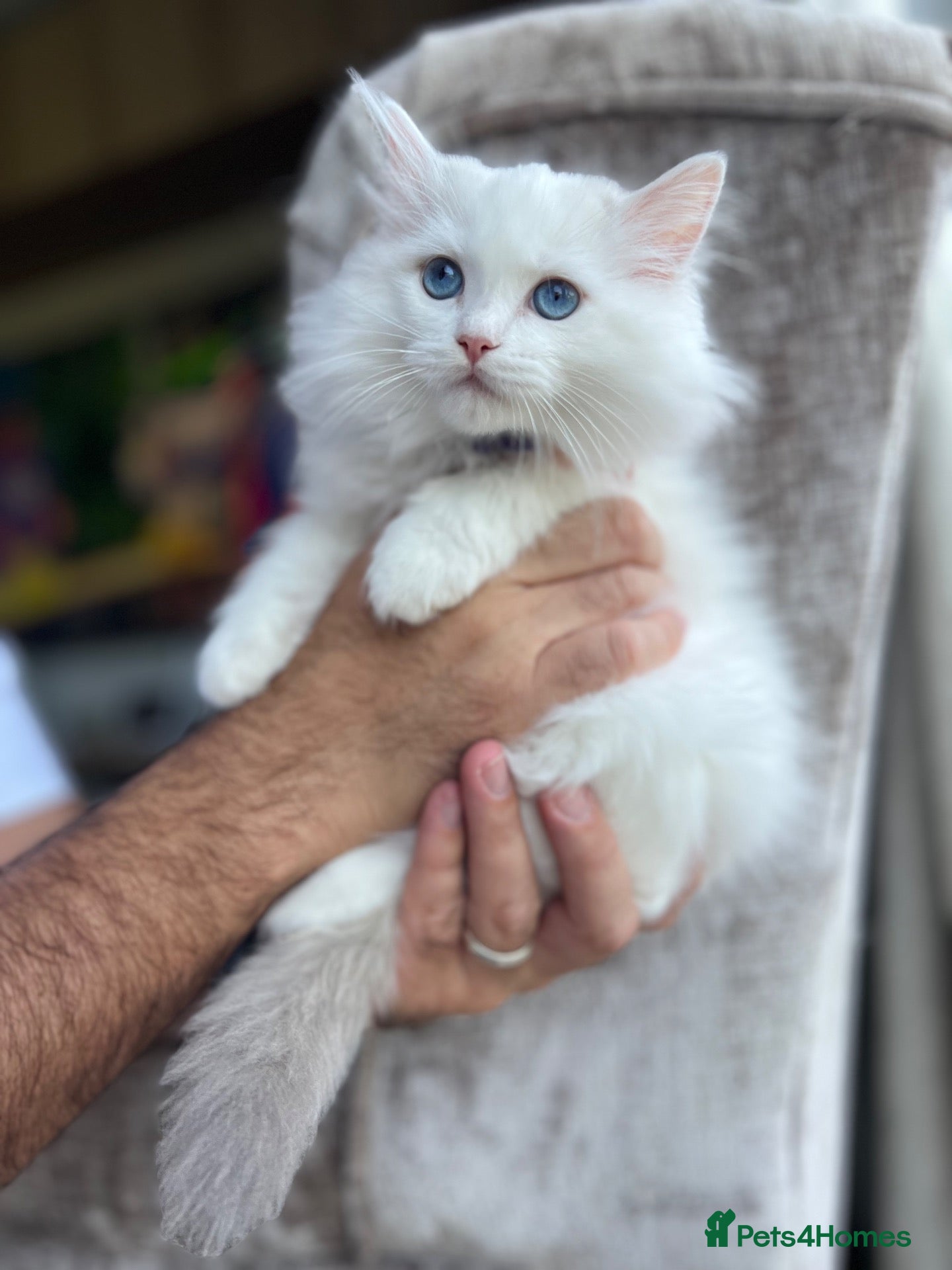 Ragdoll cats Family raised GCCF ragdoll kittens  - Advert 1