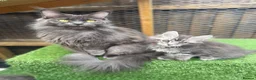 Maine Coon cats for sale: Blue smoke kittens from champion blood line - Advert 13