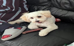 Cockapoo dogs for sale: White female toy cockapoo - Image 3
