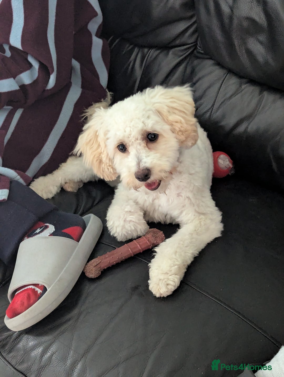 Cockapoo dogs for sale: White female toy cockapoo - Image 3