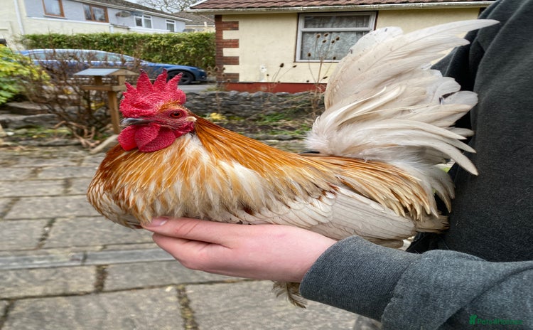 Chickens poultry - Advert 3