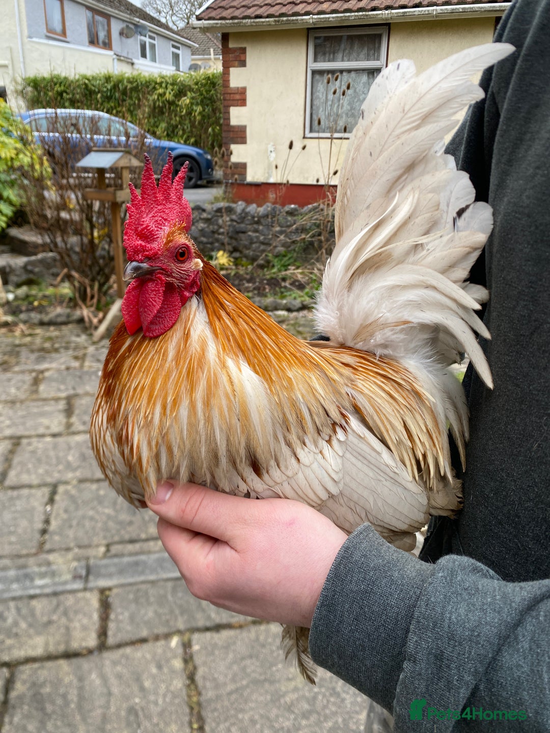 Chickens poultry for sale: Sablepoot Cockerel  - Image 1
