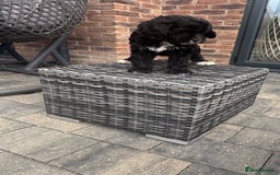 Cavapoo dogs for sale: F1 Cavapoo pups girls ready to leave now . - Image 12