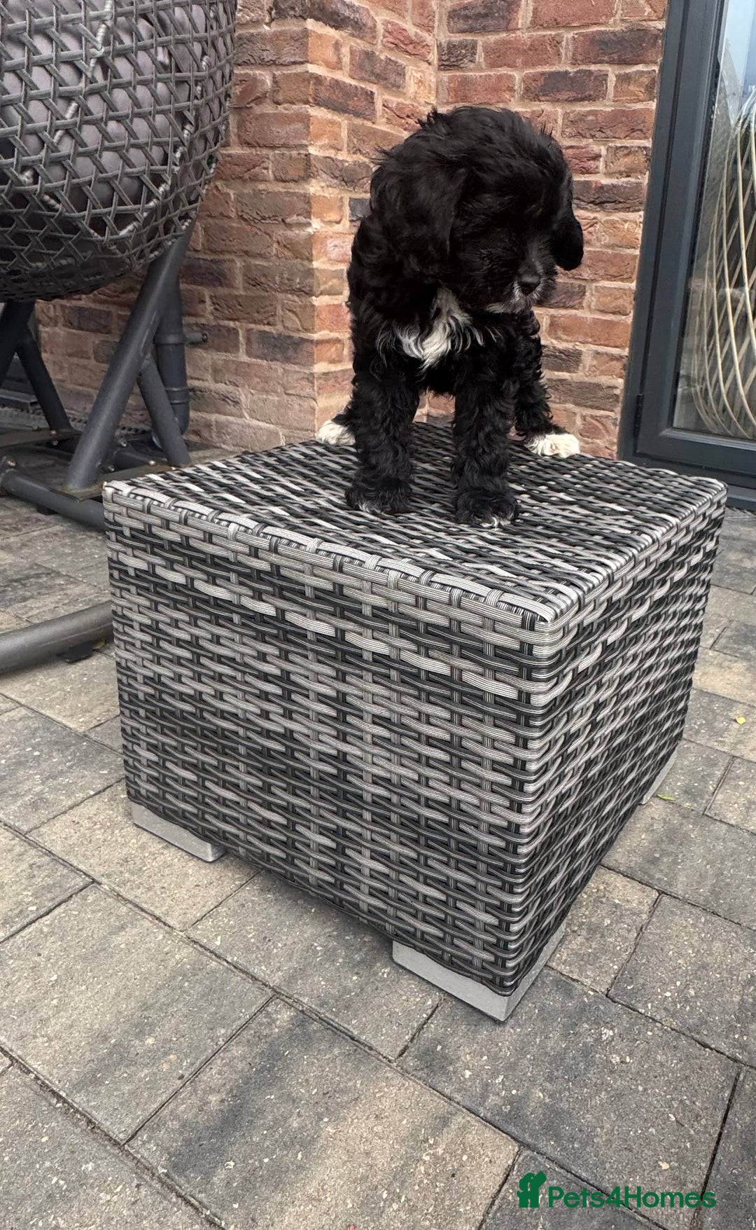 Cavapoo dogs for sale: F1 Cavapoo pups girls ready to leave now . - Image 12