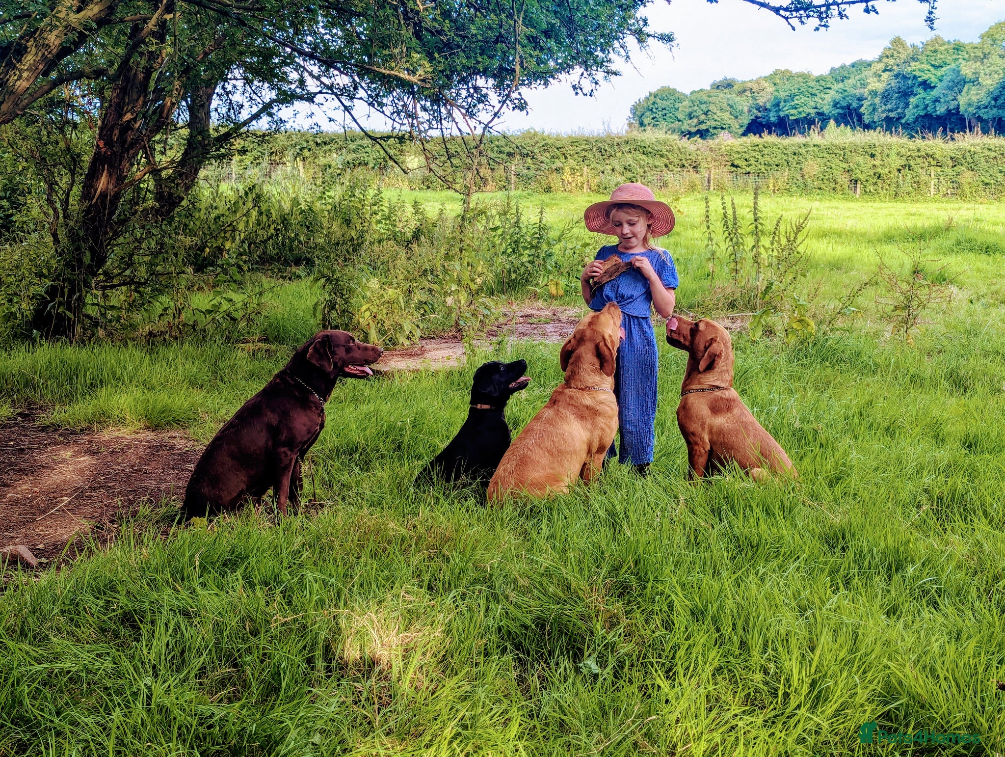 Labrador Retriever dogs for sale: RKC Fox Red Puppies - Fully Health Tested  - Advert 5