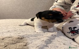 Jack Russell dogs for sale: Jack Russell puppies - Advert 3