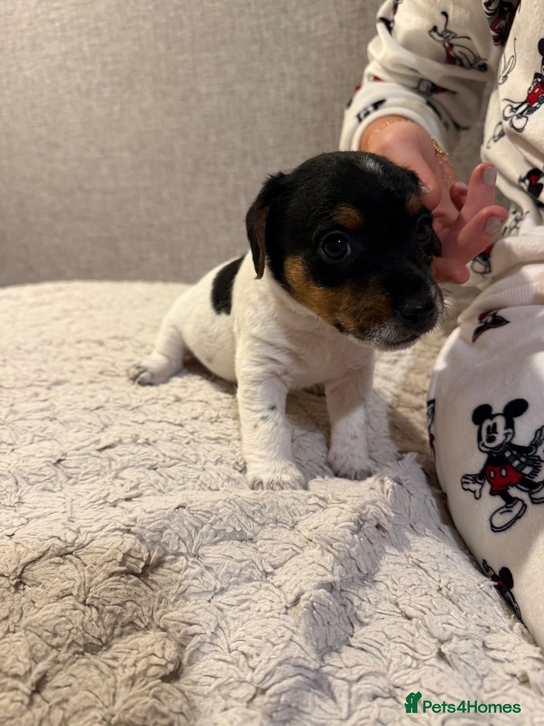 Jack Russell dogs for sale: Jack Russell puppies - Advert 3
