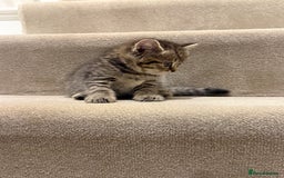 Mixed Breed cats for sale: Chunky, Fluffy Half Ragdoll Half British Shorthair - Image 10
