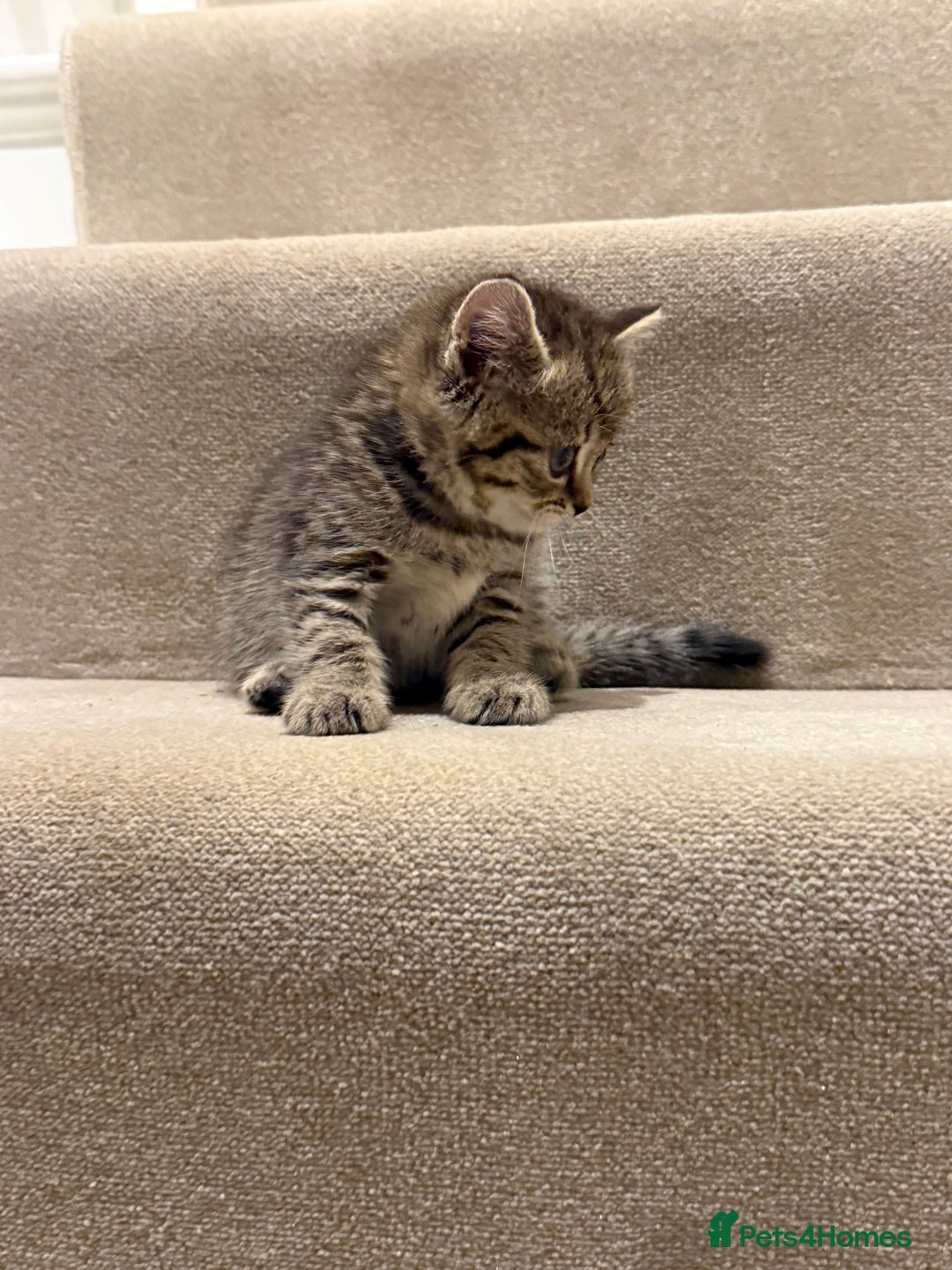 Mixed Breed cats for sale: Chunky, Fluffy Half Ragdoll Half British Shorthair - Image 10