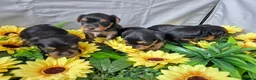 Yorkshire Terrier dogs for sale: Last Beautiful Yorkie Boy left!!! - Advert 3