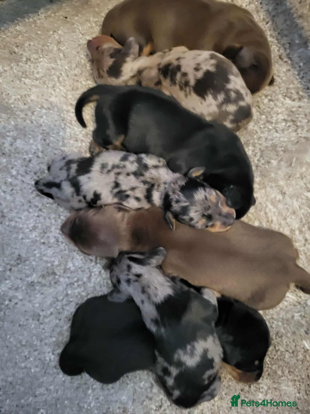Miniature Dachshund dogs for sale: QUALITY MINIATURE DACHSHUND SMOOTH PUPS - Image 27