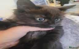 Ragdoll cats for sale: 1/2 Ragdoll 1/2 british Blue MIx Kittens - Image 12