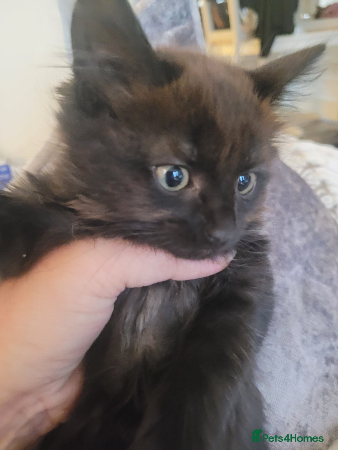 Ragdoll cats for sale: 1/2 Ragdoll 1/2 british Blue MIx Kittens - Image 12